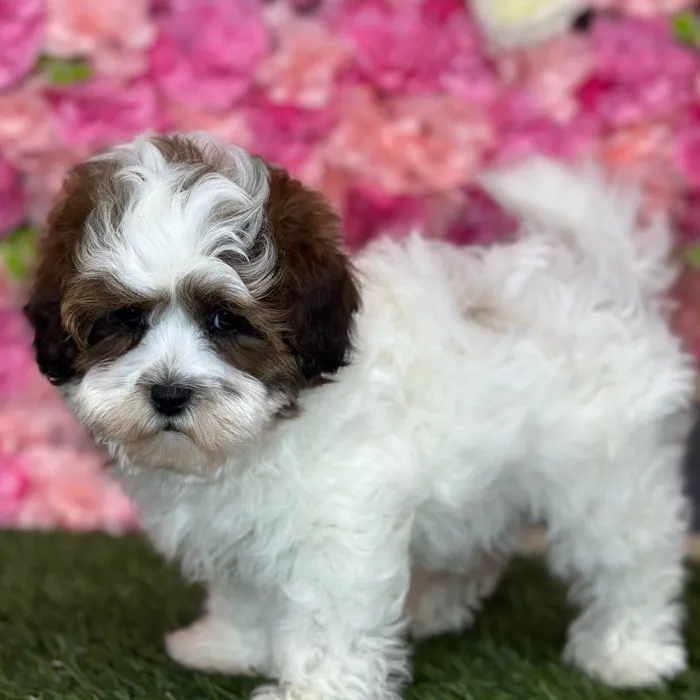 Female Shih-Poo puppy named Osa for sale at Pet Express Saugus.