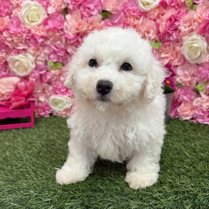 Female Bichon Frise Puppy for Sale in Braintree, MA