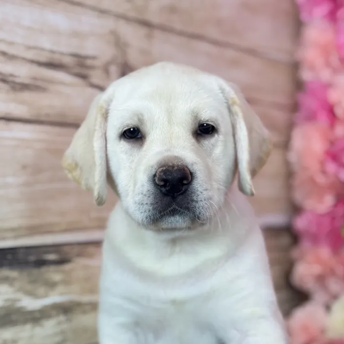 Female Labrador Retriever puppy named Luna for sale at Pet Express Saugus.