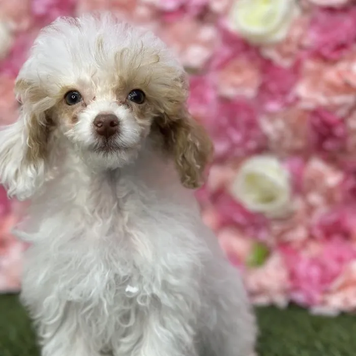 Female Poodle Toy Puppy for Sale in Saugus, MA