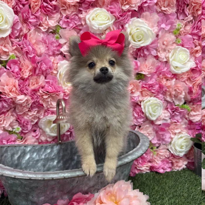 Female Pomeranian Puppy for Sale in Braintree, MA