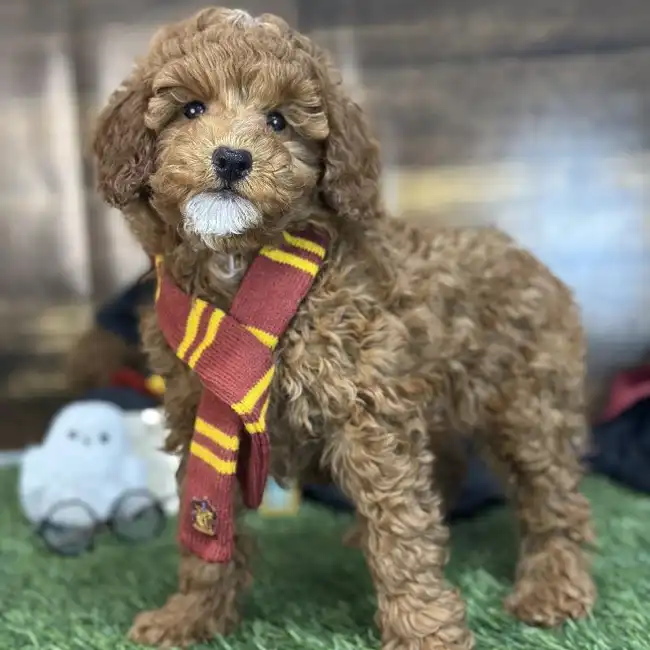 Male Poodle Moyen (Medium) Puppy for Sale in Saugus, MA