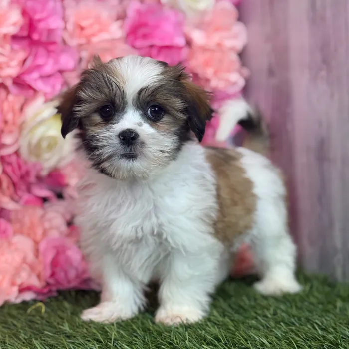 Female Malshi puppy named Nyla for sale at Pet Express Saugus.