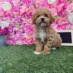 Male Poodle (Mini) puppy named Graham for sale at Pet Express Braintree.
