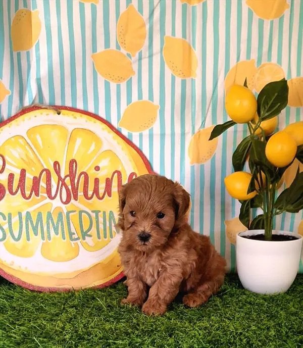 Male Shih-Poo 2Nd Gen puppy named Branden for sale at Pet Express Saugus.