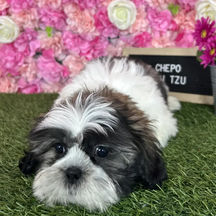 Male Shih Tzu puppy named Chepo for sale at Pet Express Braintree.