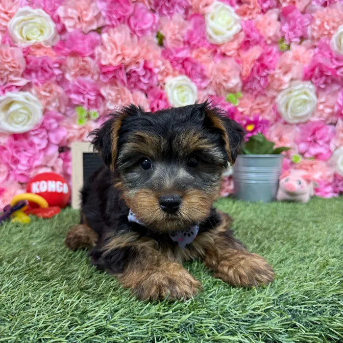 Male Yorkshire Terrier puppy named Juju for sale at Pet Express Braintree.