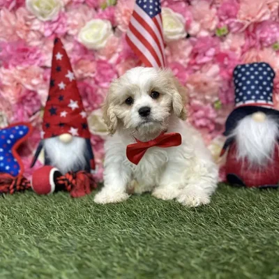 Male Cavachon Puppy for Sale in Saugus, MA