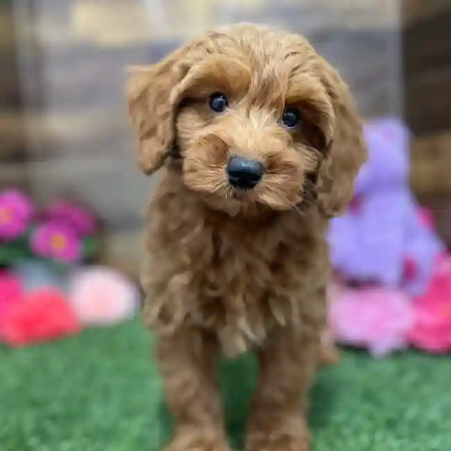 Male Mini Irishdoodle 2nd Gen Puppy for Sale in Braintree, MA