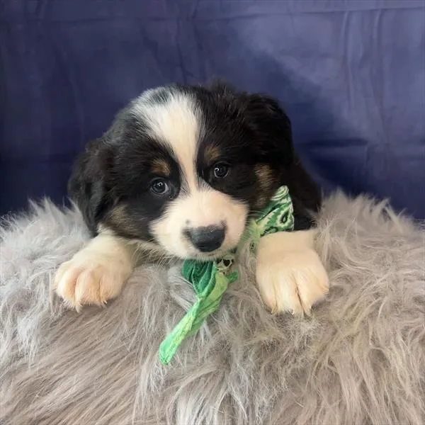 Male Miniature Australian Shepherd puppy named Hopper for sale at Pet Express Braintree.