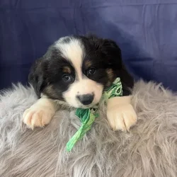 Male Miniature Australian Shepherd puppy named Hopper for sale at Pet Express Braintree.
