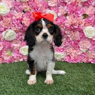 Female Cavalier King Charles Spaniel Puppy for Sale in Braintree, MA
