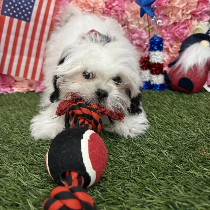 Male Malshi Puppy for Sale in Saugus, MA
