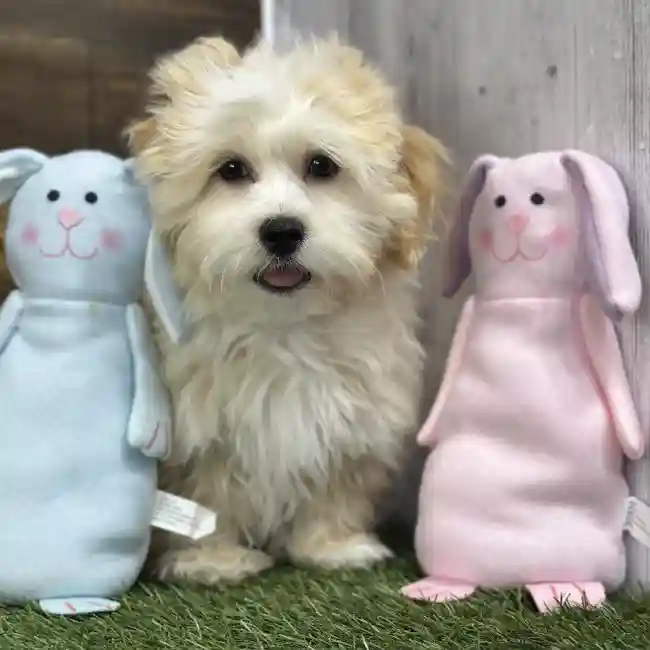 Male Lhasa-Poo Puppy for Sale in Saugus, MA