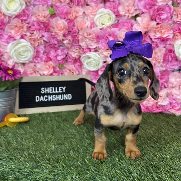 Female Dachshund puppy named Shelley for sale at Pet Express Braintree.
