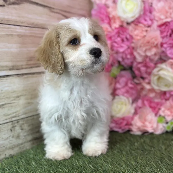 Male Cavachon puppy named Sailor for sale at Pet Express Saugus.