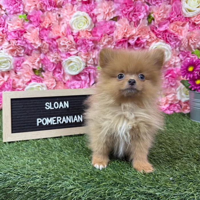 Male Pomeranian puppy named Sloan for sale at Pet Express Braintree.