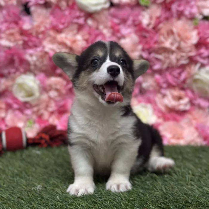 Female Pembroke Welsh Corgi Puppy for Sale in Saugus, MA