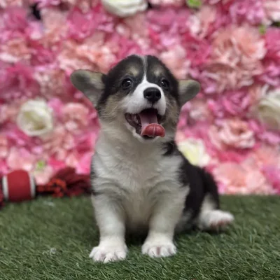 Female Pembroke Welsh Corgi Puppy for Sale in Saugus, MA