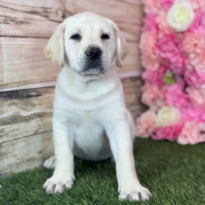 Female Labrador Retriever puppy named Luna for sale at Pet Express Saugus.