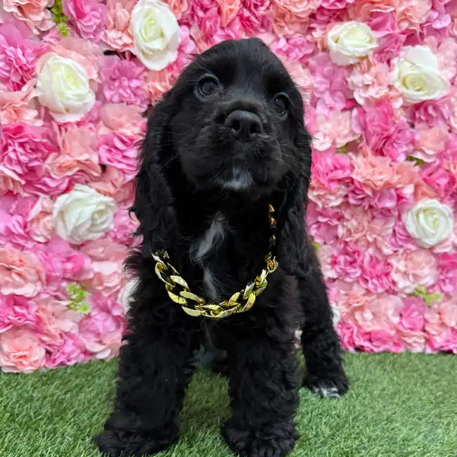 Male Cocker Spaniel Puppy for Sale in Braintree, MA