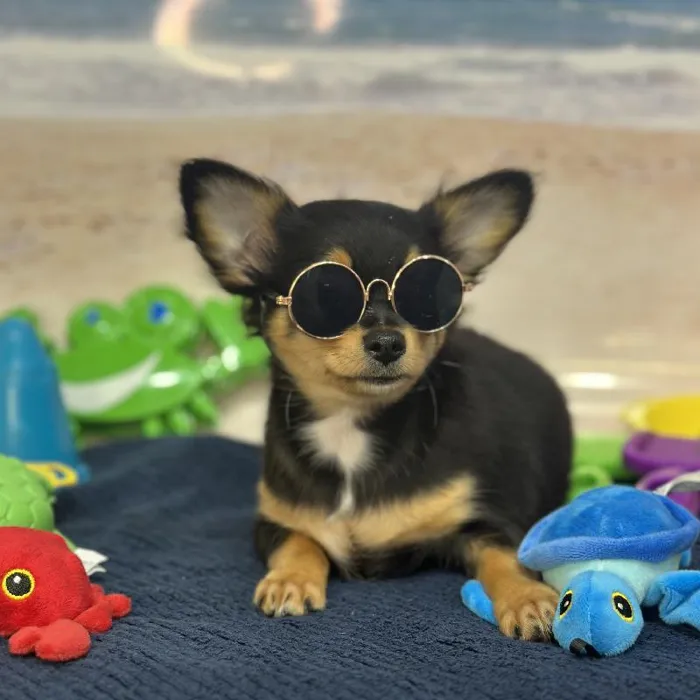 Male Chihuahua Puppy for Sale in Saugus, MA