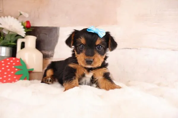 Female Yorkshire Terrier puppy named Angel for sale at Pet Express Braintree.