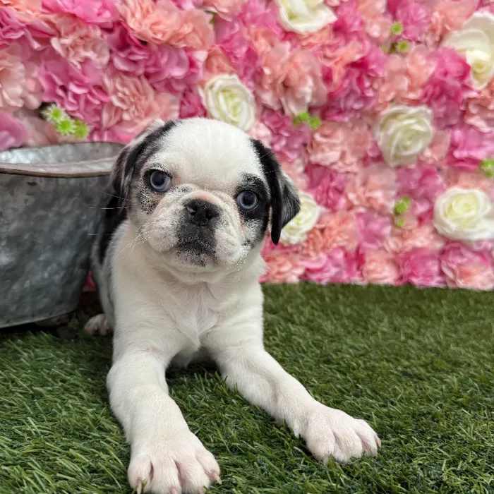 Female Pug Puppy for Sale in Braintree, MA