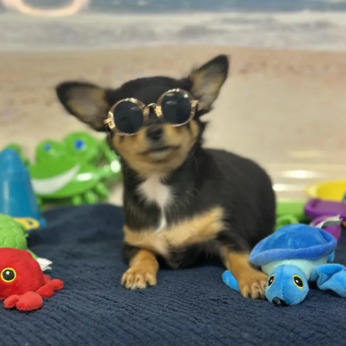 Male Chihuahua Puppy for Sale in Saugus, MA
