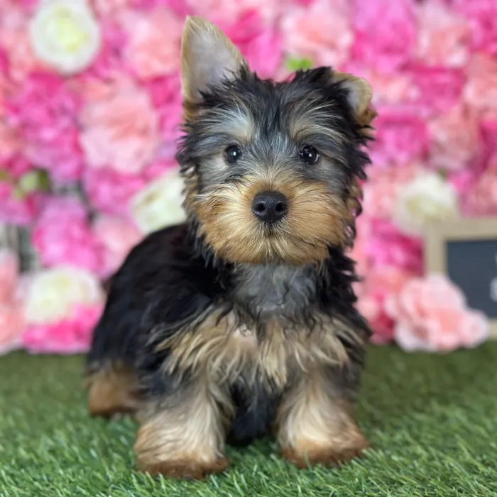 Male Silky Terrier puppy named Witwicky for sale at Pet Express Saugus.
