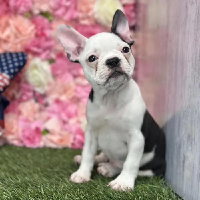 Female Froston Puppy for Sale in Saugus, MA