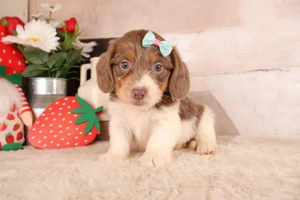 Female Dachshund puppy named Shay for sale at Pet Express Braintree.