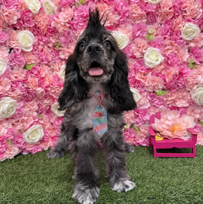 Male Cocker Spaniel Puppy for Sale in Braintree, MA