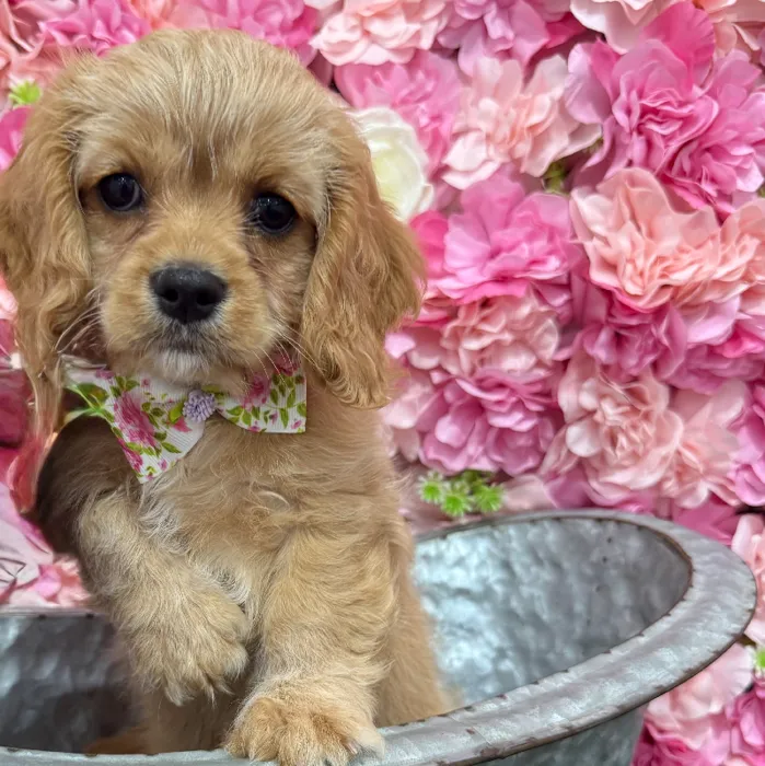 Male Cavapoo 2nd Gen Puppy for Sale in Braintree, MA