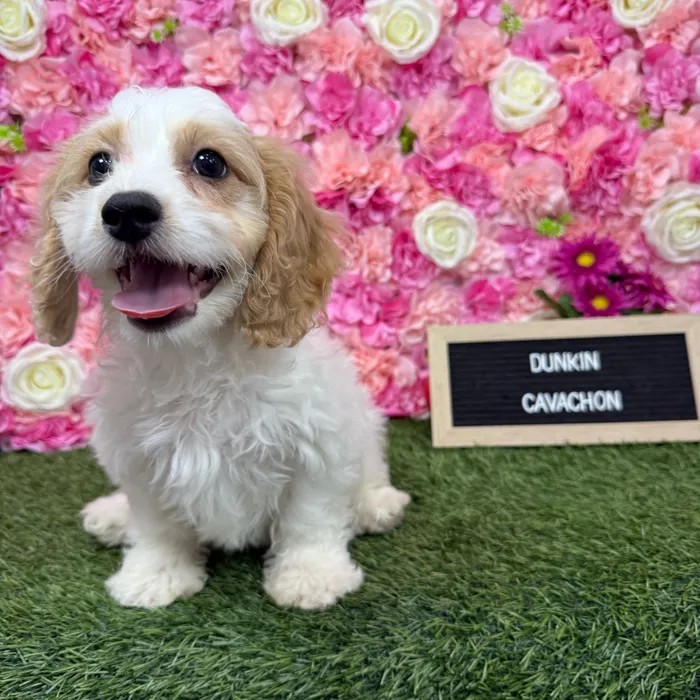 Male Cavachon puppy named Dunkin for sale at Pet Express Braintree.