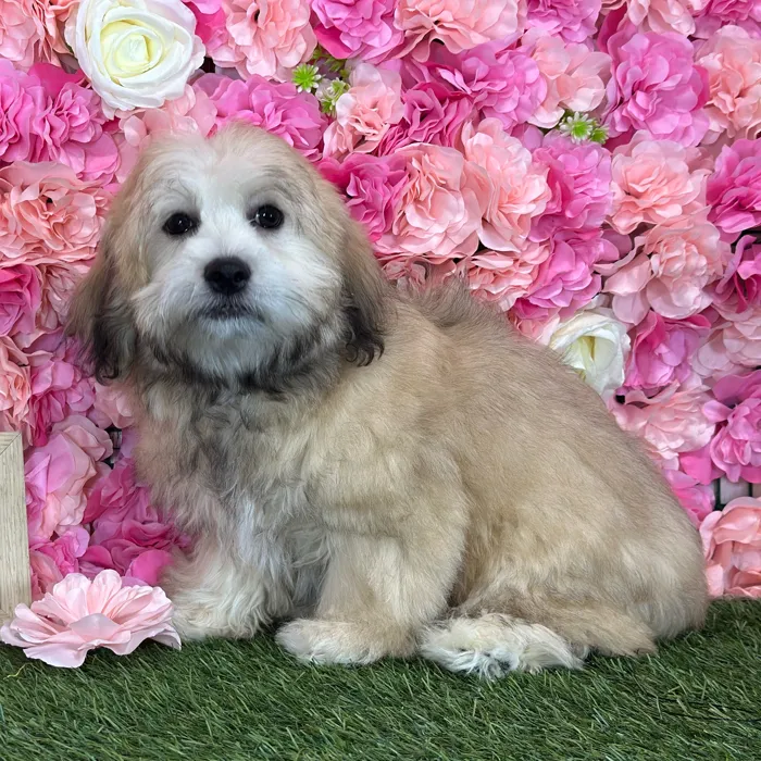 Male La-Chon puppy named Randy for sale at Pet Express Saugus.