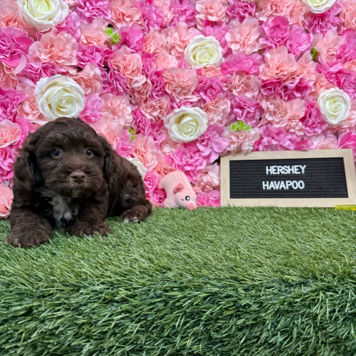 Male Havapoo puppy named Hershey for sale at Pet Express Braintree.