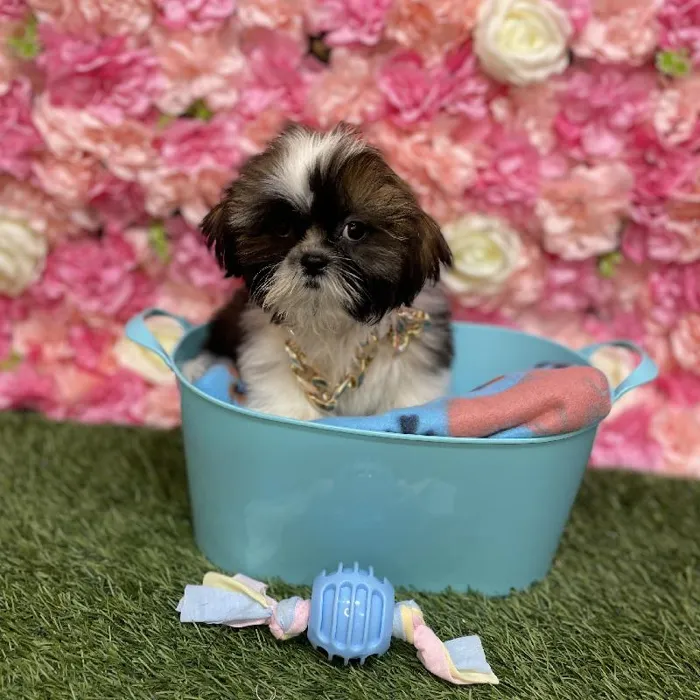 Male Shih Tzu Puppy for Sale in Saugus, MA
