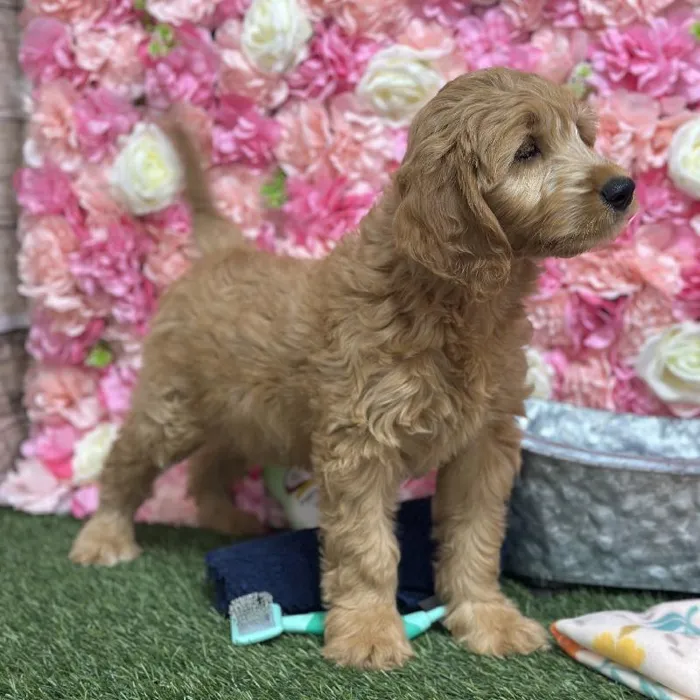 Female Mini Goldendoodle (Moyen) Puppy for Sale in Saugus, MA