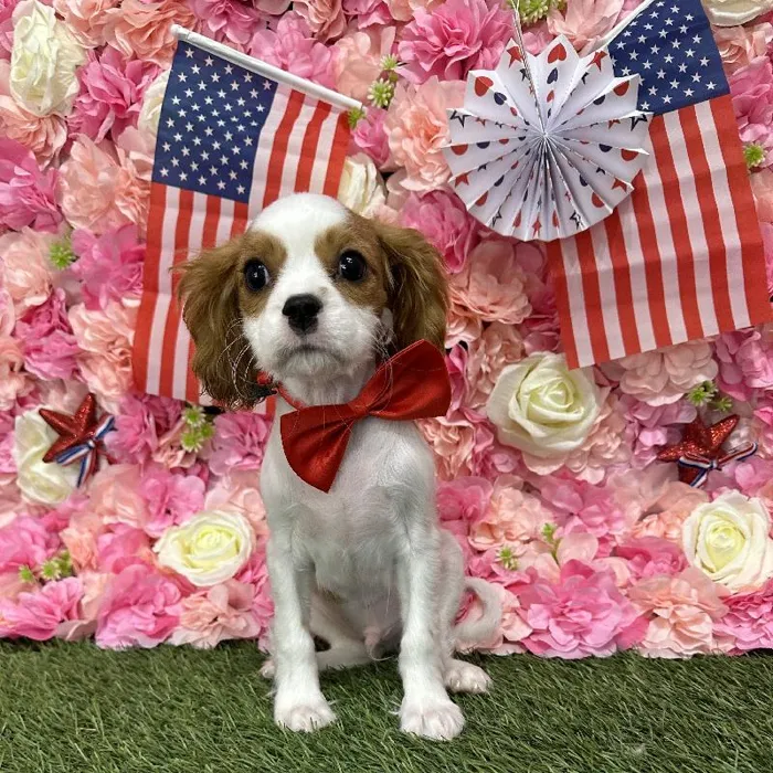 Male Cavalier King Charles Spaniel Puppy for Sale in Saugus, MA