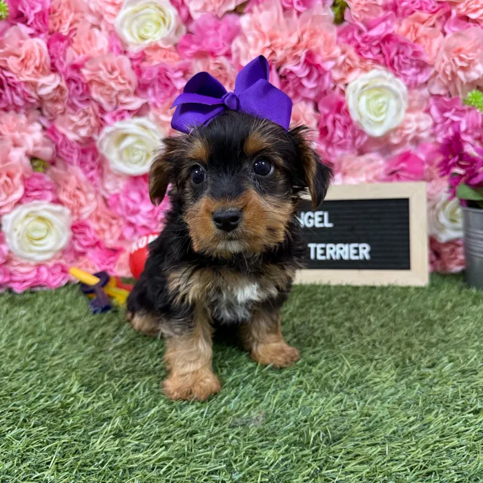 Female Yorkshire Terrier puppy named Angel for sale at Pet Express Braintree.