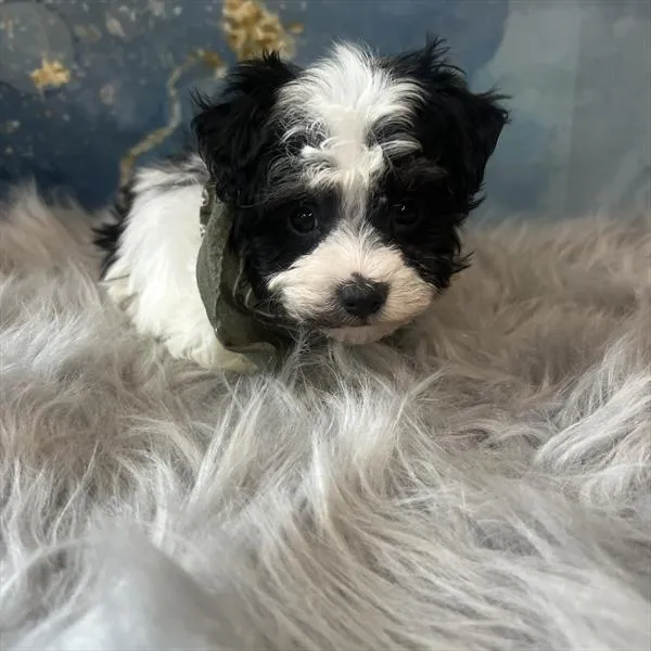 Male Havamalt puppy named Darrell for sale at Pet Express Saugus.