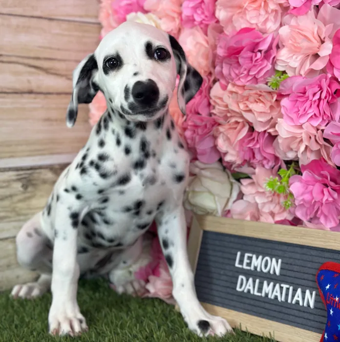 Female Dalmatian puppy named Lemon for sale at Pet Express Saugus.