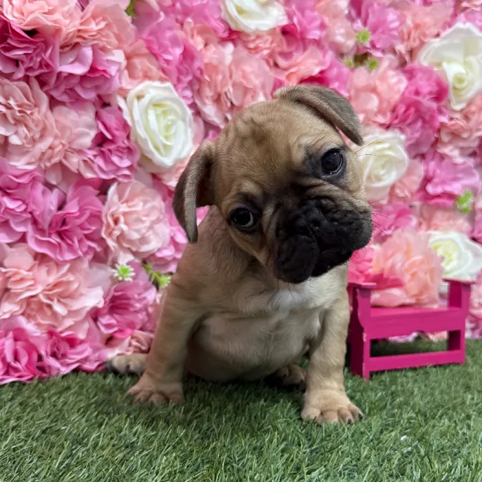 Male French Bulldog Puppy for Sale in Braintree, MA