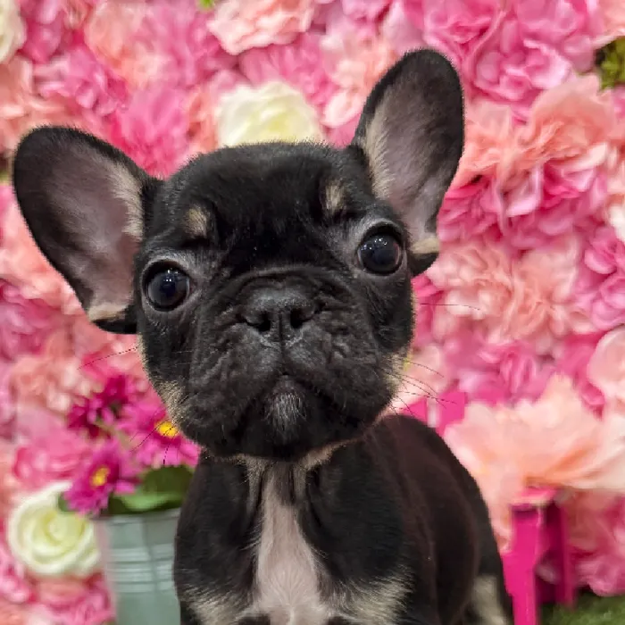 Female French Bulldog Puppy for Sale in Braintree, MA