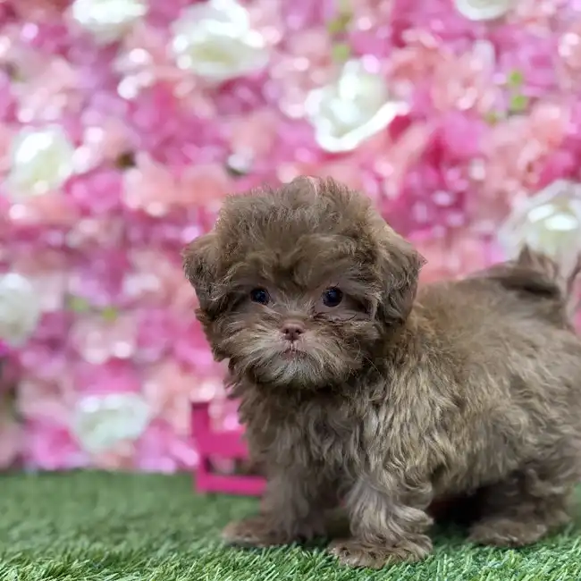 Male Shih-Poo Puppy for Sale in Braintree, MA