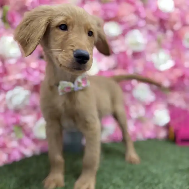 Male Golden Retriever Puppy for Sale in Braintree, MA
