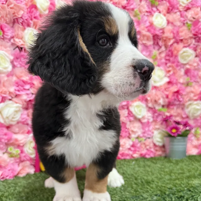 Male Mini Bernedoodle 2nd Gen Puppy for Sale in Braintree, MA