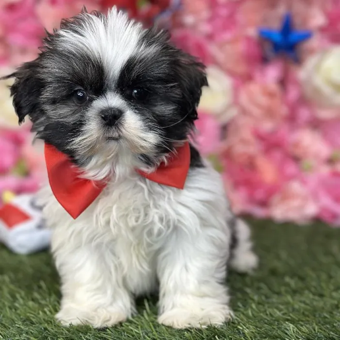 Male Shih Tzu Puppy for Sale in Saugus, MA