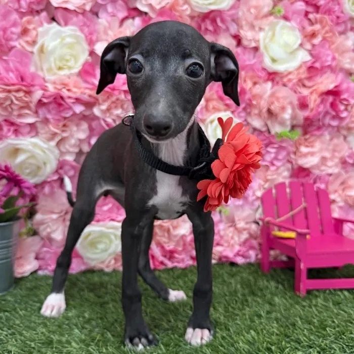 Female Italian Greyhound Puppy for Sale in Braintree, MA